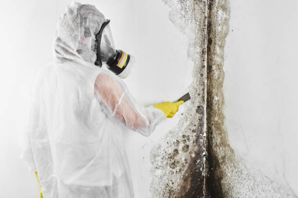 Best Certified Mold Removal  in Jemez Pueblo, NM