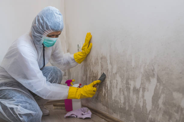 Mold Removal Process in Jemez Pueblo, NM