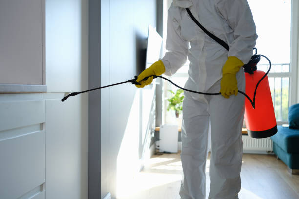 Attic Mold Removal in Jemez Pueblo, NM