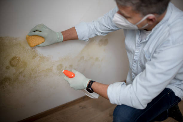 Best Residential Mold Removal  in Jemez Pueblo, NM