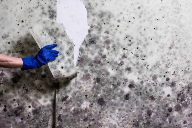 Best Office Mold Removal Services  in Jemez Pueblo, NM
